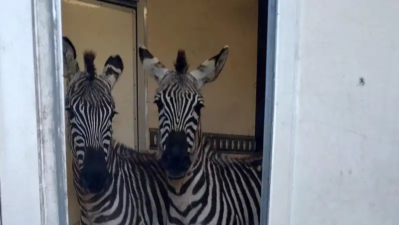 Sınır Kontrolünde Şaşırtan Yolcu: Minibüste 2 Zebra ve 6 Maymun Bulundu