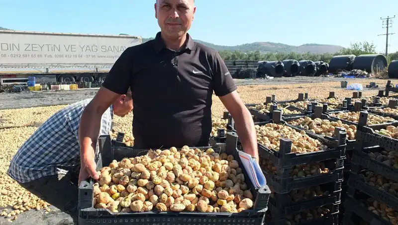 Balıkesir'de Tarım Hasadı: Çin ve Rusya'ya İhracat Fırsatları
