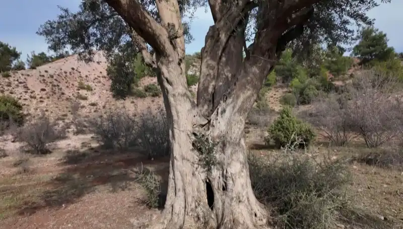 800 Yıllık Zeytin Ağacının Eşsiz Hikayesi ve Koruma Çabaları