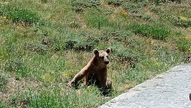 Nemrut Dağı'na Gidenlere Önemli Boza Uyarısı: Dikkat Edin!