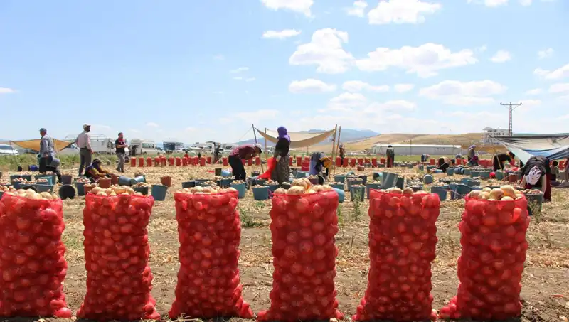 Amasya'dan Avrupa'ya İhraç Edilen Elmalar: Tatlılığıyla Dikkat Çekiyor