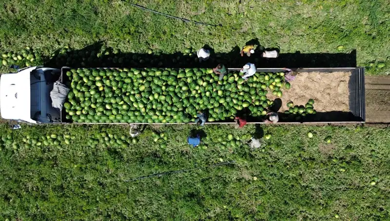 Bafra Ovası'nda Karpuz Rekoltesi Rekor Kırıyor: 94 Bin 500 Ton Beklentisi