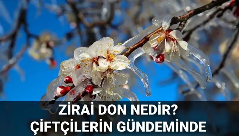 Zirai Don Nedir? Çiftçiler İçin Zararlar ve İlgili İllerde Durum