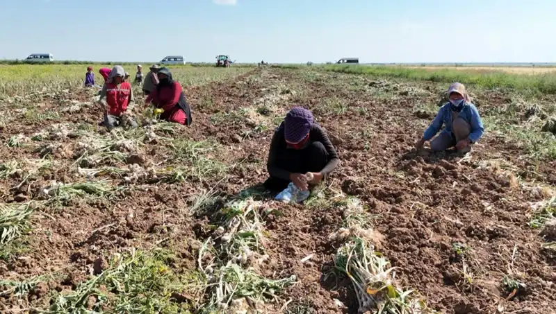 Rusya, Almanya ve İspanya'nın Ortak Antibiyotik Projesi: Hasat Zamanı Geldi