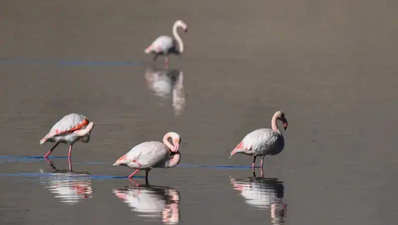 Kuş Cenneti Kuraklıkla Sınanıyor: Flamingoların Sayısı Düşüyor!