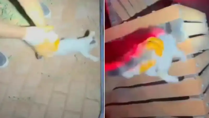 Gece Yarımda Gelişen Kedi Kurtarma Operasyonu: İtfaiye Kahramanları Göreve Koştu