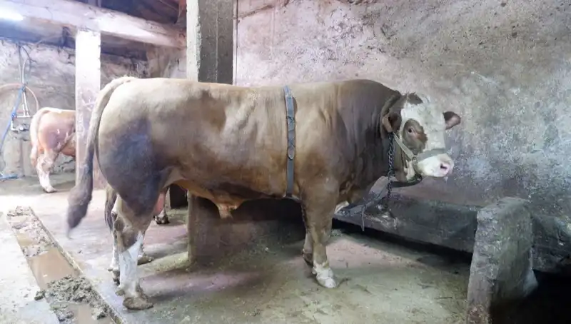 Tam 1 Ton 200 Kilo, Alıcısını Buldu: Fiyatı Duyunca Şaşıracaksınız!