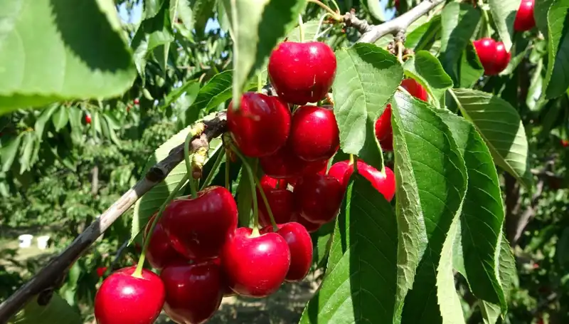 Çay Bardağını Aşan Lezzet: Yeni Hasat Dönemi Başladı