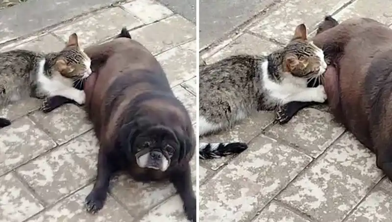 Erzurum Sokaklarında Görülen Şaşırtan An: Köpek, Kediyi Emziriyor