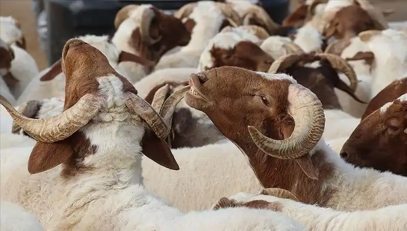 Akika Kurbanı Nedir? Kesim Zamanı ve Yenilebilirliği Hakkında Her Şey