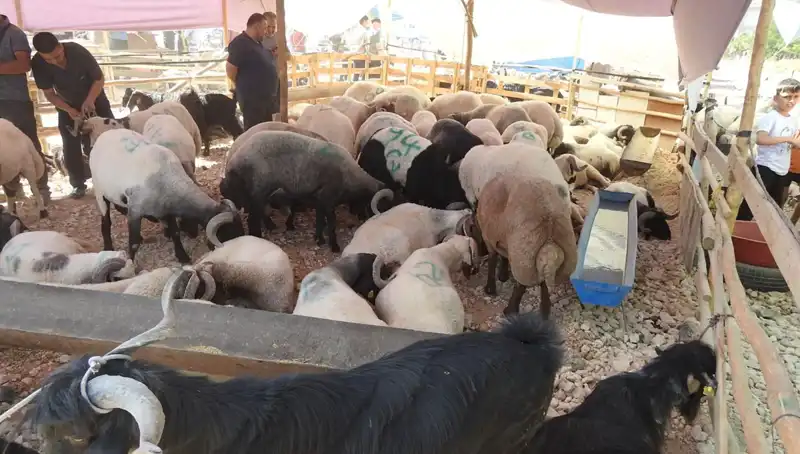 Kurban Bayramı'nda Hayvan Pazarları Neden Bu Kadar Kalabalık?