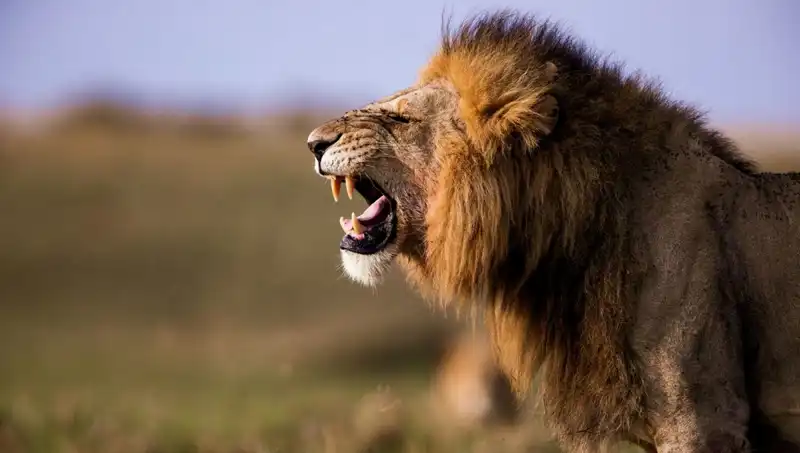 Aslan Saldırısında Hayatını Kaybeden Genç Kızın Acı Hikayesi