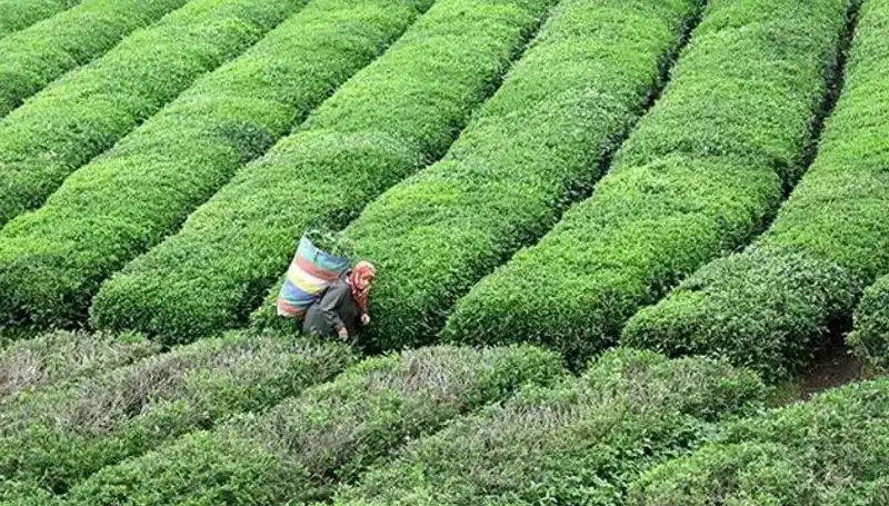 ÇAYKUR, Bayramda Yaş Çay Alımına Kesintisiz Devam Ediyor