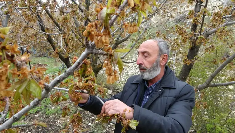 Zirai Don Tehdidi: Albastı Kirazı Üreticileri Kayıplarla Karşı Karşıya