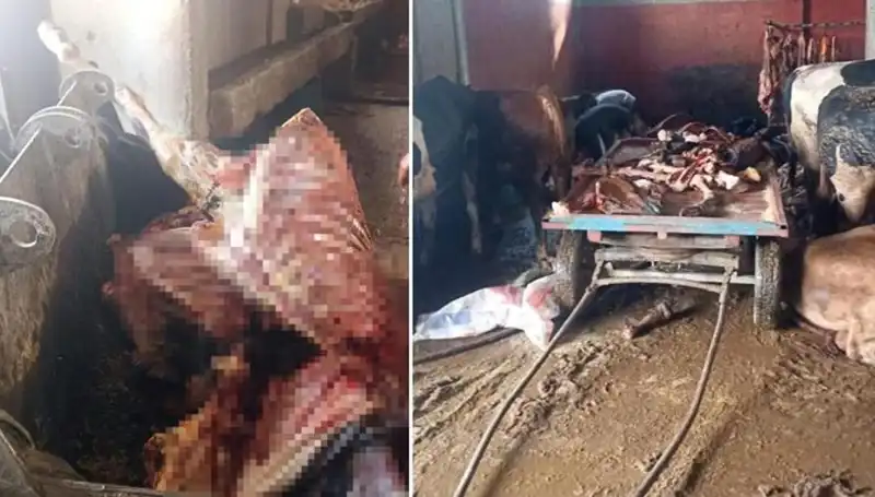 Adana’da Şok Olay: 2,5 Ton At Eti Ele Geçirildi, 4 At Kurtarıldı!