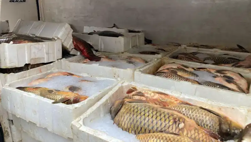 Kaçak Balık Avı Yapanlara Cezalar Korkutucu Boyuta Ulaşıyor