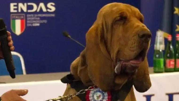 Arama Köpeğine Saldırı: Suikast Gibi Çivili Sosisle Öldürüldü
