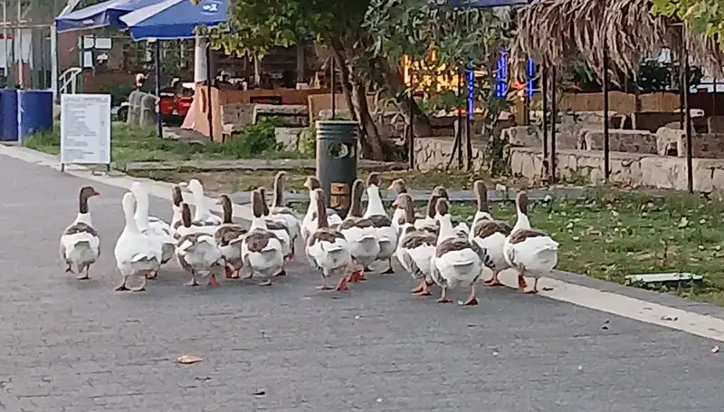 Denizde Yüzdüler, Kümeste Maalesef Hayatlarını Kaybettiler: Kazların Trajedi Dolu Hikayesi