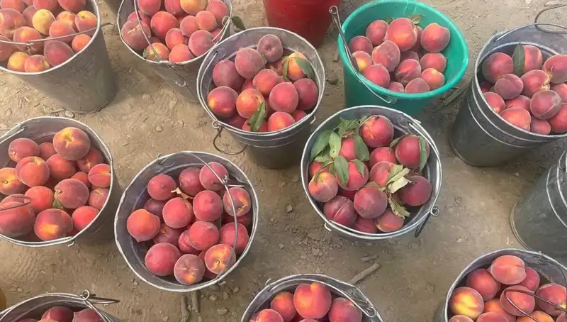 Çiftçiler Hasat Sezonuna Girdi, Fiyatlar Yüzleri Güldürüyor!