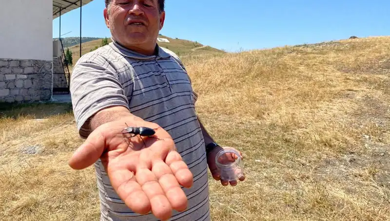 Sivas’ta Görülen Tarım Zararlısı Böceği Öldürmenin Cezası 557 Bin TL!