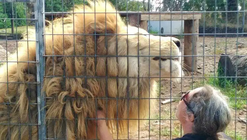 Avustralya'da Sıra Dışı Bir Olay: Aslan Kadının Kolunu Kafesten Kapıverdi!