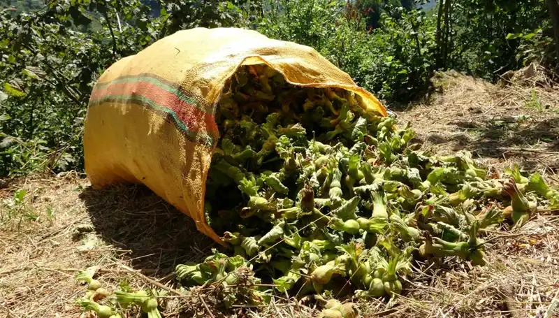 Giresun'da Fındık Hasadı Başladı: Çiftçiler Umutla Bekliyor