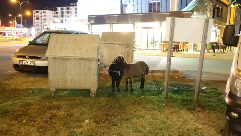 Yola Düşen Mor Karaman Irkı Koyunlar, Sıcak Yaz Güneşinde Kaderlerine Terk Edildi