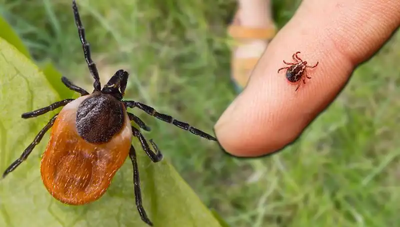 Kene Isırması Riski: Korunma Yöntemleri ve Dikkat Edilmesi Gerekenler