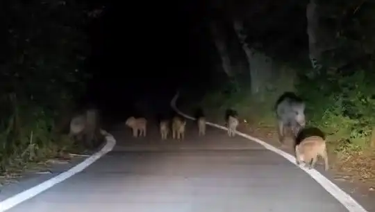 Elazığ'da Domuz Sürüsü Yola İndi, Şehirde Panik Yarattı!