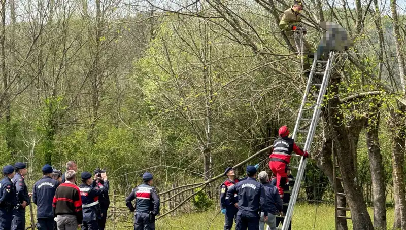Ağaç Budarken Kalp Krizi Geçiren Adamın Trajik Olayı