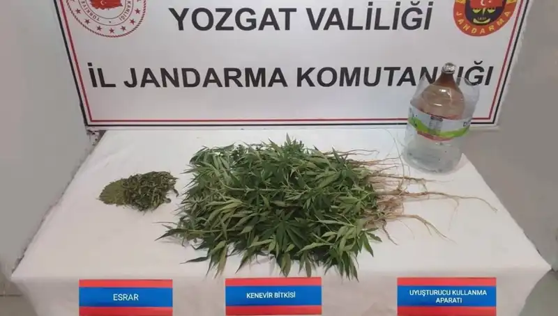 Yozgat'ta Gizli Kenevir Tarlası Ortaya Çıktı: 40 Kök Ele Geçirildi