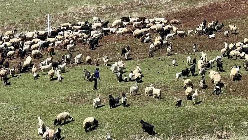 Çoban Krizi Büyüyor: 70 Bin Lira Maaşı Beğenmeyen Göçebe Hayatı Tercih Ediyor!