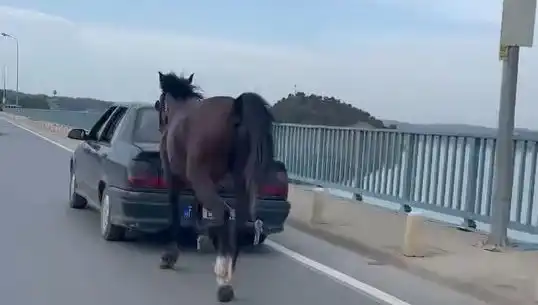 Adana’da Ata Eziyet Eden Kişi Tutuklandı, Hayvan Hakları İhlali Tartışmaları Başladı