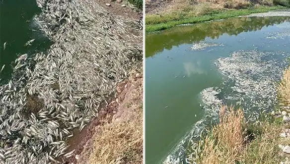 Karasu Çayı'nda Balık Ölümleri İle İlgili Şok Edici İnceleme Başlatıldı
