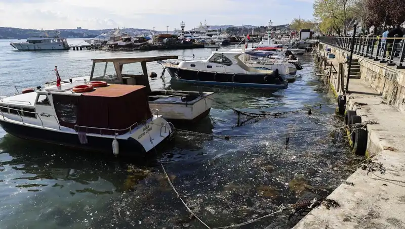 İstanbul'un Denizleri Tekrar Müsilaja Teslim: Korkutucu Gelişmeler