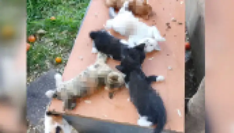 Bursa'da Yürekleri Dağlayan Yavru Kedi Katliamı: Sekiz Kedi Birden Öldürüldü
