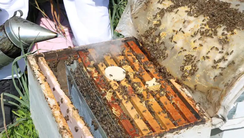 Ata Mesleğini Modernize Eden Gencin Bal Üretimi Ilgi Görüyor