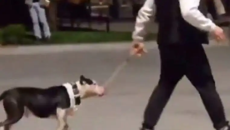 Ağızlıksız Pitbull’un Saldırısı: Sahibi Para Cezasıyla Yüz Yüze Kaldı