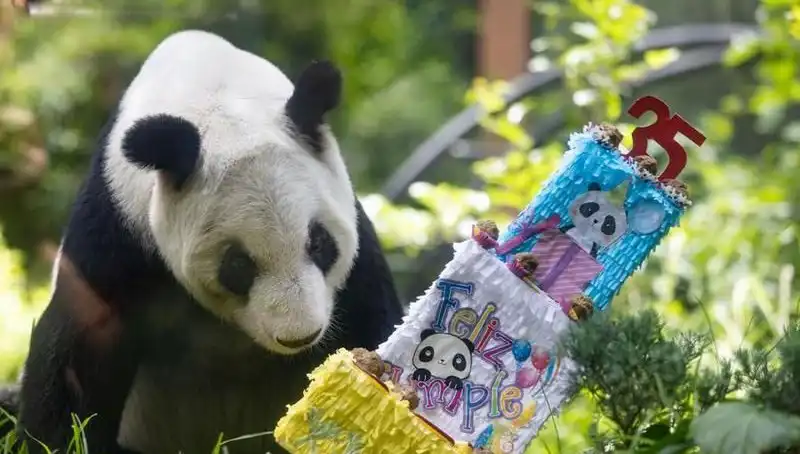 35 Yılın Ardından: Dev Panda Xin Xin’in Mutlu Yaşı