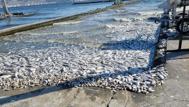 İzmir Körfezi'nin Geleceği İçin Dönüm Noktası: Yeni Proje Hayata Geçiyor