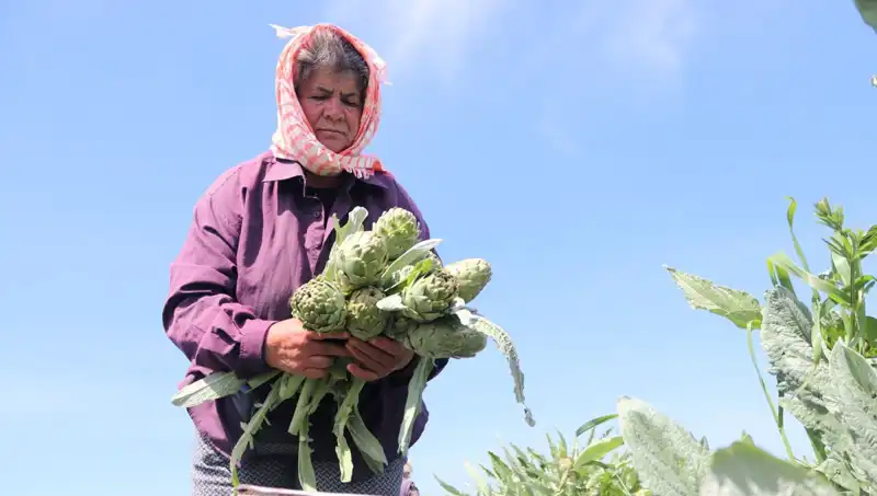 Tarladan Sofralara: Ürünün Yükselen Fiyatı 50 TL!