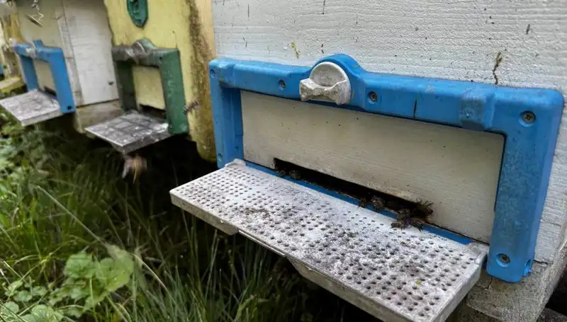 Dedesinin Nasihatleriyle Başladı, 1 Ton Üretim Hedefliyor