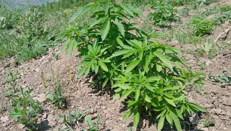 Bingöl'de Yapılan Operasyon: Kenevir ve Kaçak Tütün Ele Geçirildi