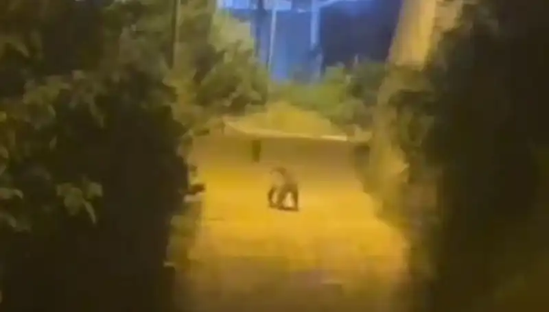 Gümüşhane'de Şehir Merkezine İnen Ayı Hem Şaşırttı Hem Korkuttu