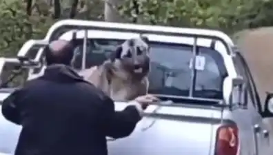Trabzon'da Köpeğe Uygulanan Şok Edici Şiddet: Halatla Dövme Olayı