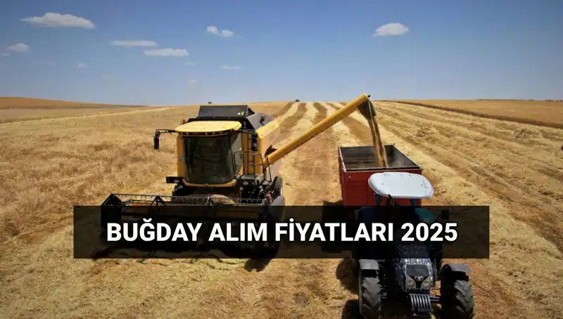 2025 Buğday Alım Fiyatları Belli Oldu: TMO’nun Yeni Tarifesi Şaşırttı!
