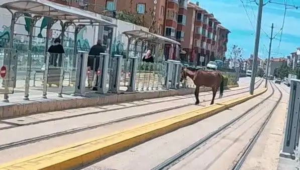 Eskişehir Tramvay Raylarında Baş Belası: Başıboş At Şaşırttı!