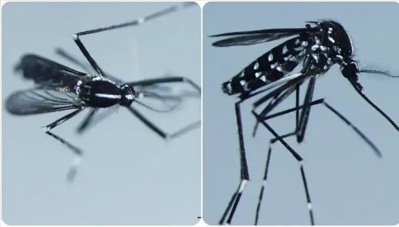 Chikungunya Virüsü: Belirtileri ve Görüldüğü Ülkeler Hakkında Her Şey