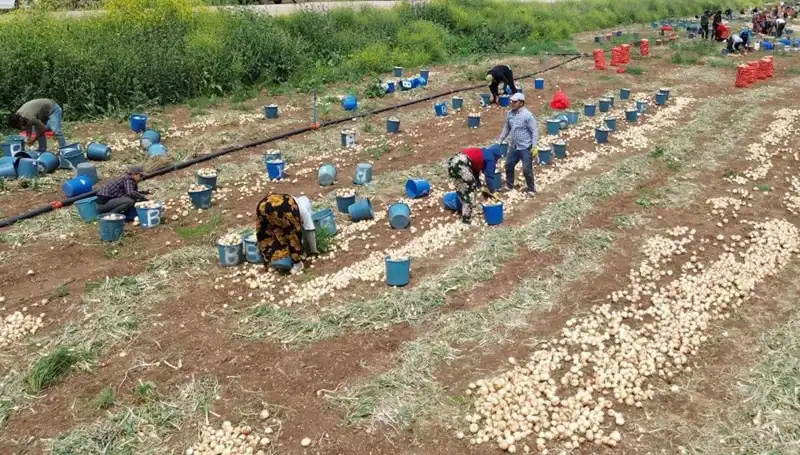 Soğan Hasadı Başladı: Fiyatlar Düşüş Trendine Girdi!