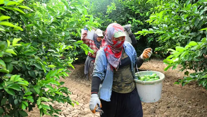 Markette Patates Fiyatları Yükseldi, Hasat İle Düşüş Bekleniyor!